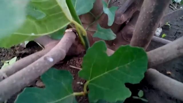 Кадота инжир. Формирование и обрезка. смотреть онлайн