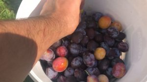 Септик своими руками на даче из пластиковых вёдер, самый бюджетный жижесборник в частном доме