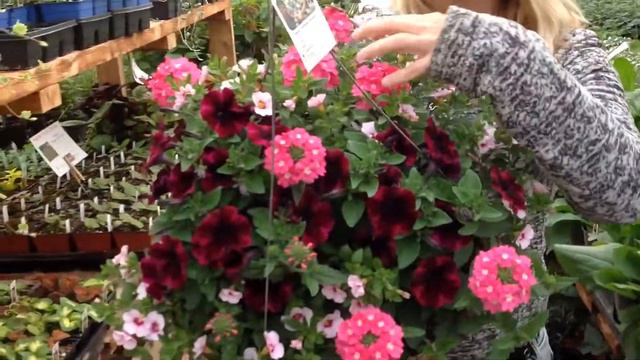 Johnny Flame Petunia Hanging Basket Mix смотреть онлайн