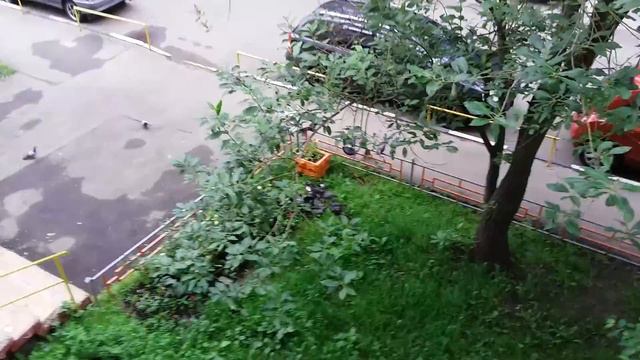 Шок Плотоядные голуби смотреть онлайн