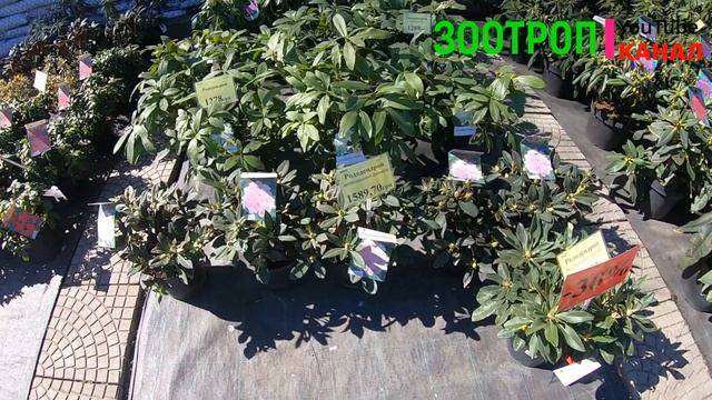 Ваш сад. Саженцы и семена. Одесса сегодня. Весна. Огородник. Ландшафт. Хвоя. Цветы. Грунт. #зоотроп смотреть онлайн