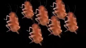 Тараканы танцуют под Татарстан супер гуд 10 часов