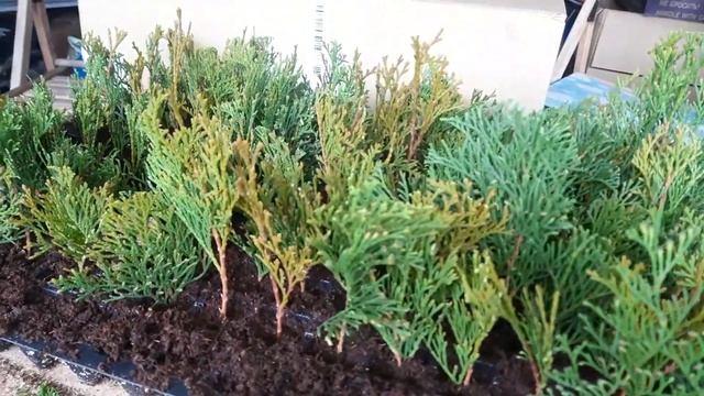 Черенкование туи черенками.