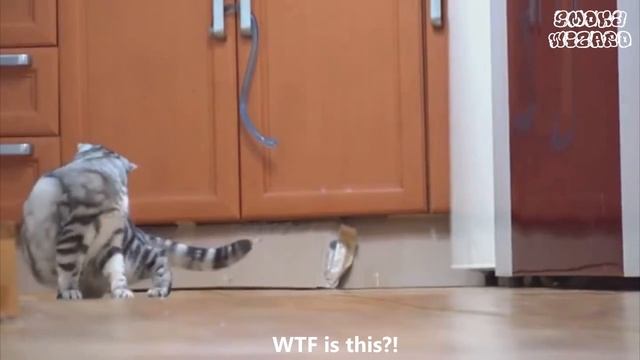 Лучшие приколы COUB 2016 МАРТ #31 ЯПОНСКИЕ РАЗВЛЕЧЕНИЯ смотреть онлайн