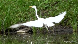 Цапля в Царском Селе