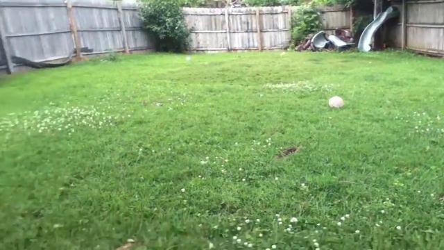 Hialeah's Outdoor Play-time смотреть онлайн