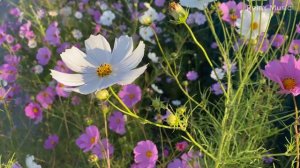 10 часов?? Музыка Для Малышей в Утробе ♫ Музыка Для Беременных ♫????