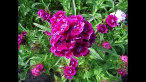 Гвоздика турецкая нашего сада.