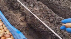 Как и Когда сажать  ОЗИМЫЙ ЛУК ?