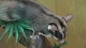 Сахарная сумчатая летяга - Sugar glider