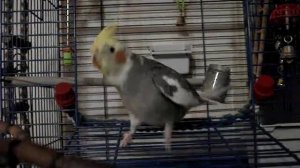 Корелла стучит клювом