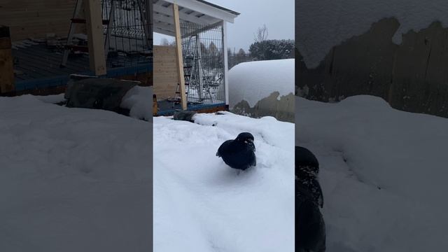 Огромный ворон купается в снегу