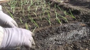 Высадка рассады лука в грунт