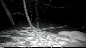 Фотоловушка Suntek Mini301  с AliExpress  видео снимки