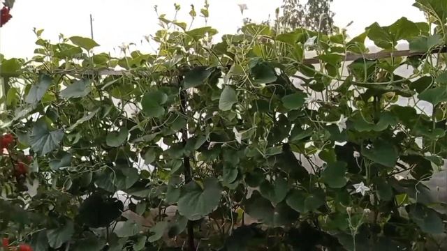 Чудо Лиана, Красота и Простота в выращивании смотреть онлайн