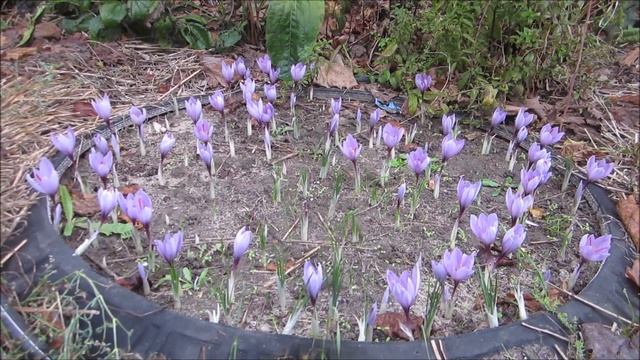Цветение шафрана октябрь 2019 г смотреть онлайн