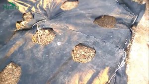 Посадка садовой земляники (клубники) с закрытой корневой системой на агроволокно - 7 дач