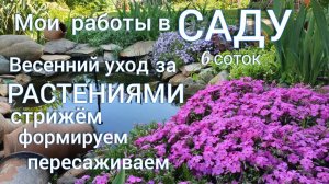 Мои весенние работы в САДУ: стрижки , формировки, пересадки . Наводим КРАСОТУ.