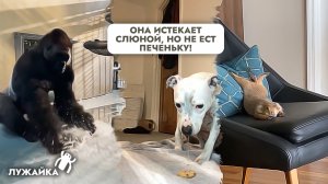 Смешные животные – горилла балерина, пёс с железной выдержкой, и ленивый сурок