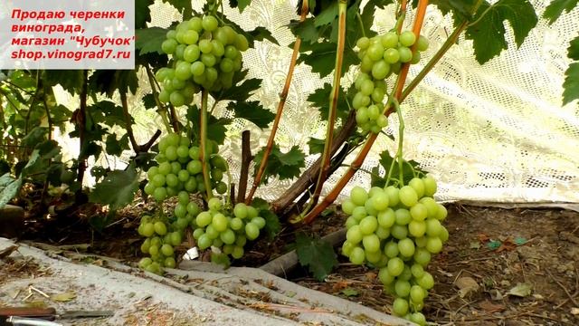 Виноград Белоснежка с крупными молочно белыми годами и притным мускатно-фруктовым вкусом. смотреть онлайн
