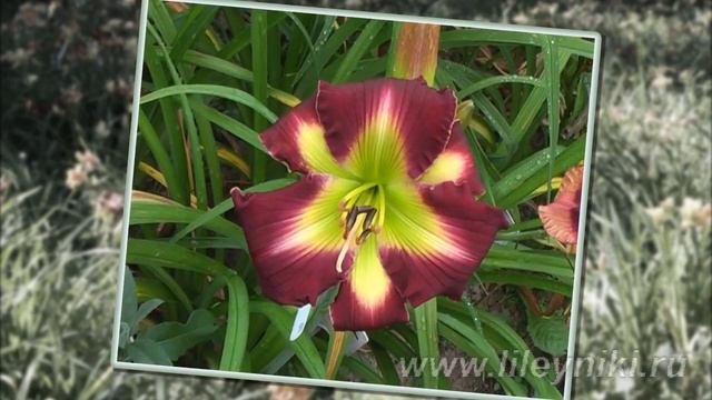 Лилейники моя селекция №21685 ((MY SUNNY VALENTINE x BUFFALO THUNDER) x SPARKLING GIANTS) смотреть онлайн