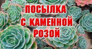 Распаковка посылки с каменными розами.mp4