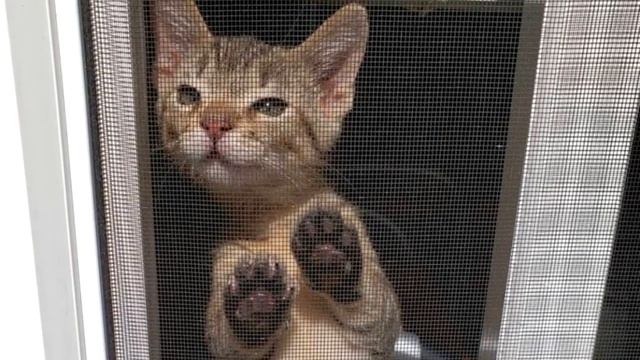 Котёнок с больными глазами в одиночестве полз по улице смотреть онлайн