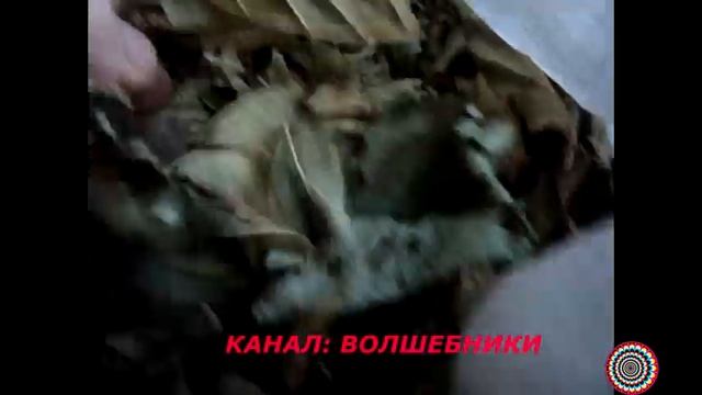 Питание Камерунских Коз. Часть 1. Заготовка Корма для Коз на Зиму-ЛЕГКО!!! смотреть онлайн