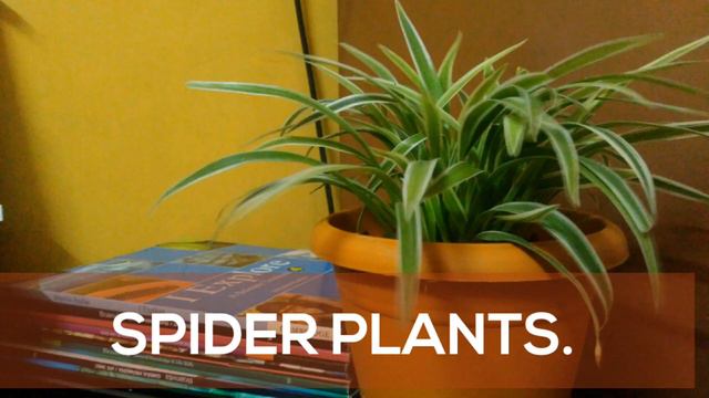 Indoor plants name and photo. смотреть онлайн