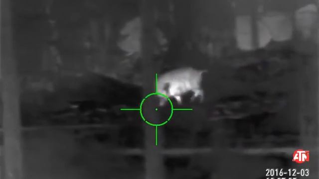 Жирный кабан! Следил через ATN MARS HD 384 4.5-18x смотреть онлайн