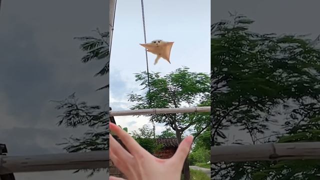 White Sugar gliders flying | Cute Animals | flying glider смотреть онлайн
