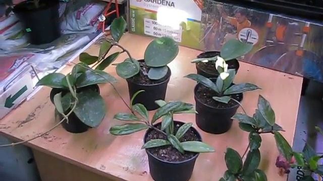 Хойя, Восковый плющ , Hóya смотреть онлайн