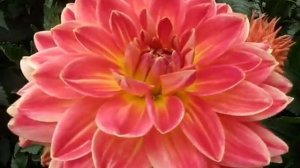 Коллекция георгин. Декоративные сорта часть 4