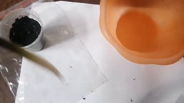 ЗАМИОКУЛЬКАС. НАШЛА НА УЛИЦЕ. УКОРЕНЕНИЕ ЧЕРЕНКА ЗАМИОКУЛЬКАСА В ГРУНТЕ. смотреть онлайн