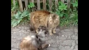 КОТЫ ДЕРУТСЯ!🙀 БЕШЕНЫЕ ДРАКИ КОТОВ😈 СУМАШЕДШИЕ РАЗБОРКИ ЖИВОТНЫХ🤕