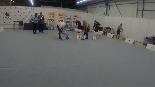 первая выставка собак смотреть онлайн