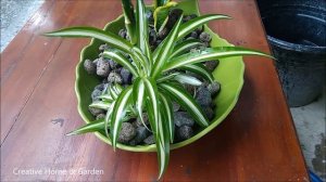 How to Decor Living Room With Spider Plant ,  Lucky Bamboo & Sansevieria Twister | Houseplant Ideas