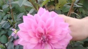 Георгина в саду