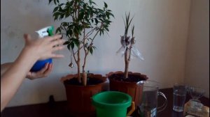 Белокрылка ➹ атакует Фикус и Драцену ➹➹➹ Начинаю борьбу