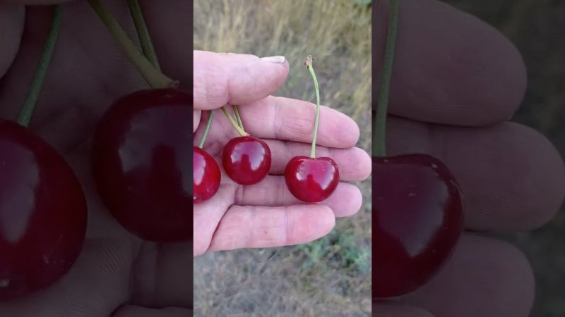 вишня сорта Игрушка