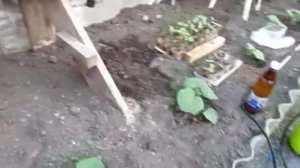Вторая подкормка огурцов.