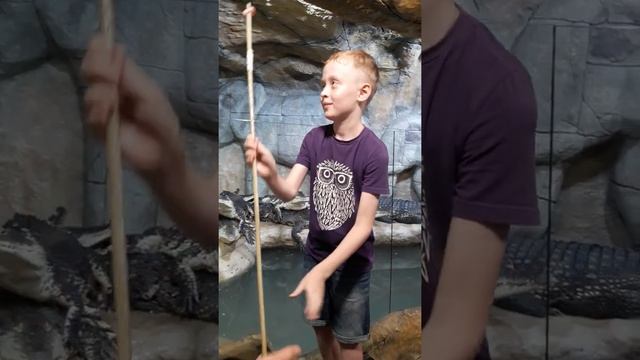 кормление крокодилов смотреть онлайн