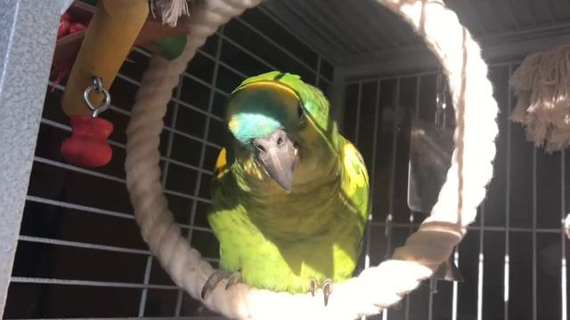 Кот на солнце, попугай на качеле кайфует и не выходит из клетки#амазонбуш#homeparrot#amazonbysh#кот смотреть онлайн