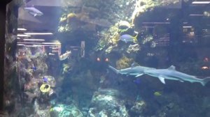 В Мегагрине живут хищные аквариумные рыбки аквариум с хищными рыбами