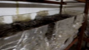 #9 Бизнес В Гараже _ Рыхление Компоста _ Выращивание Шампиньонов