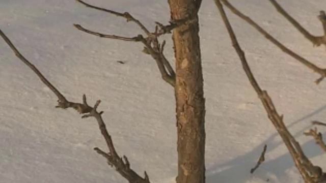 Хранение черенков - как сохранить черенки до весенней прививки смотреть онлайн