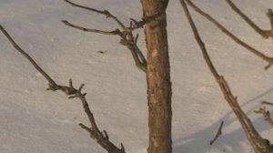 Хранение черенков - как сохранить черенки до весенней прививки