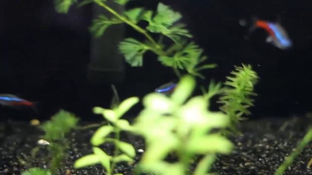 Неоны аквариумные рыбки смотреть онлайн