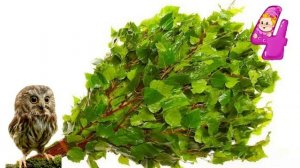 Ирина Савина, воспитатель Школы № 1474. Выпуск 3. Про березу