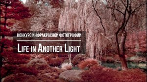 Конкурс инфракрасной фотографии Life in Another Light. Deadline 2020.11.01